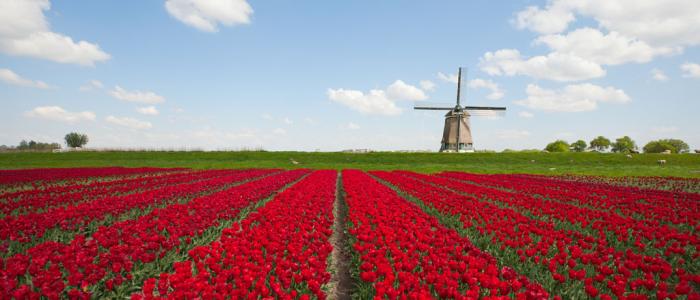Hollands landschap met tulpen en een molen Hollands landschap met tulpen en een molen