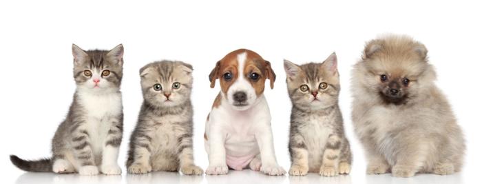 katten en honden katten en honden